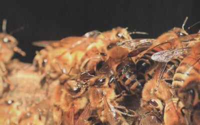 Les conséquences des dérives du monde moderne sur les abeilles par jean-Claude Guillaume 2/2