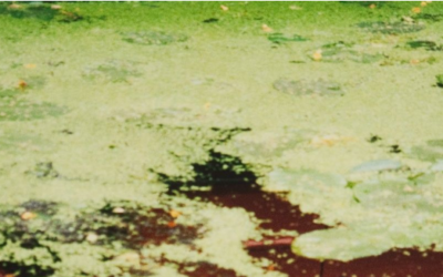 À propos de cette compilation